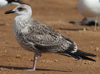 1cy fuscus in August, ringed in Finland. (81365 bytes)